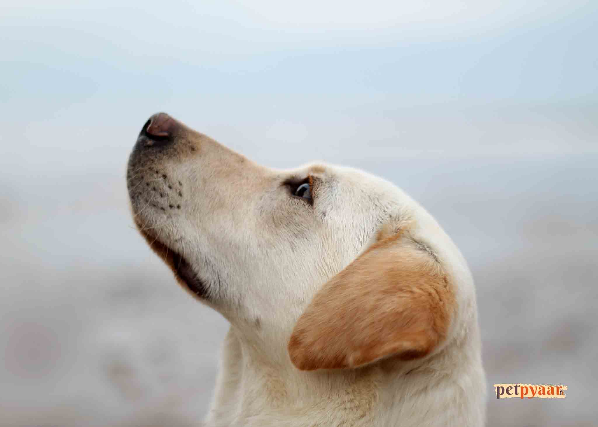 Finding the Best Golden Retriever Vet in India: Specialized Care for Your Beloved Companion